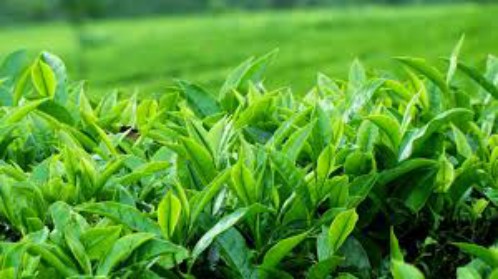 Mẹo chữa chảy máu chân răng